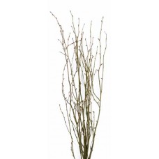 BIRCH BRANCHES 3'-4' Moss Coat-